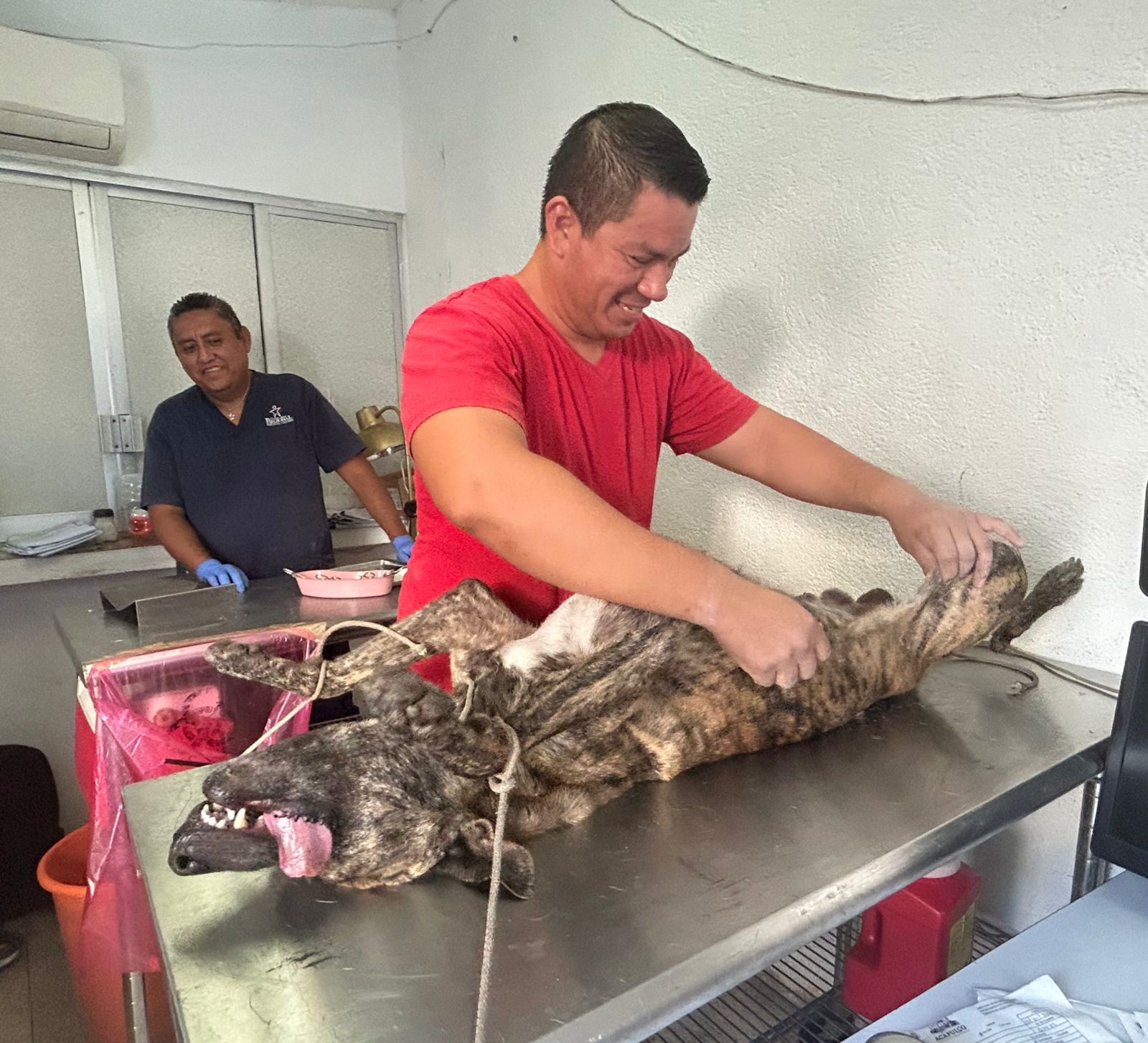 Reactiva Gobierno De Acapulco Campa As De Esterilizaci N De Mascotas