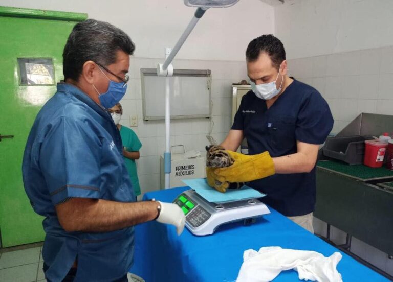RESGUARDA ZOOCHILPAN EJEMPLAR DE TIGRILLO RESCATADO EN LA SIERRA DE ATOYAC.