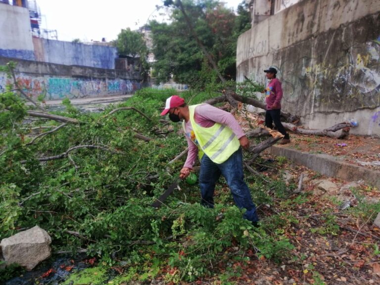 Realizan limpieza y poda de árboles en el cauce del Río del Camarón
