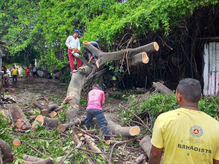 Lluvias en Acapulco dejan 4 árboles caídos, deslaves e inundaciones