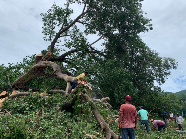Atiende Servicios Públicos caída de 4 árboles en el Centro Internacional Acapulco