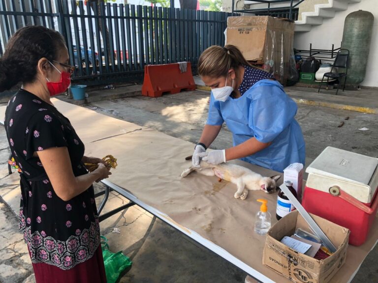 Reactivará Salud Municipal jornadas de esterilización para perros y gatos