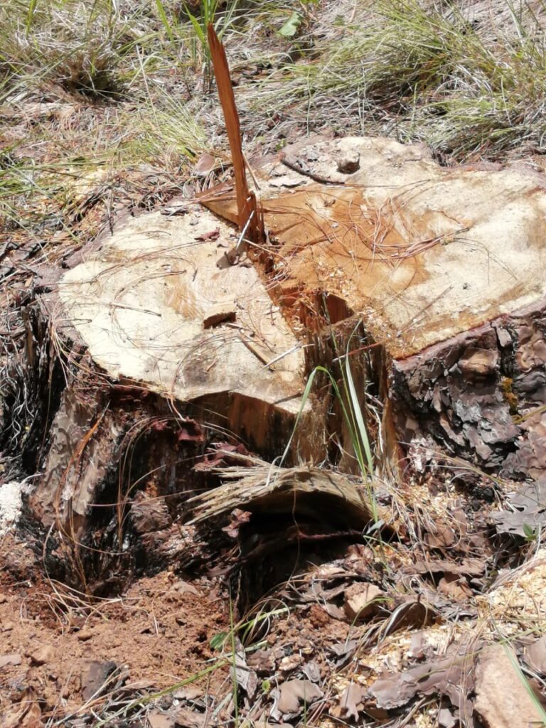 EJIDATARIOS DE COYUCA DE CATALAN PIDEN INTERVENCION DE  PROFEPA, PARA PARAR CON LA TALA DE ARBOLES POR PARTE DE PERSONAS AJENAS EN SUS COMUNIDADES