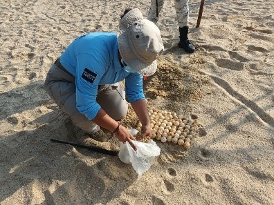 Durante la última semana de septiembre, la Policía Turística recolectó más de dos mil 300 huevos de tortuga en las playas de la Bahía