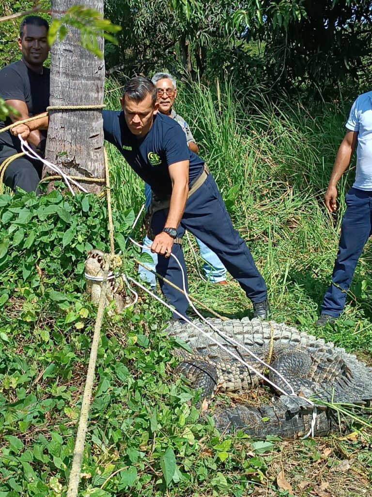 Captura Bomberos y Protección Civil, cocodrilo en poblado de Tres Palos