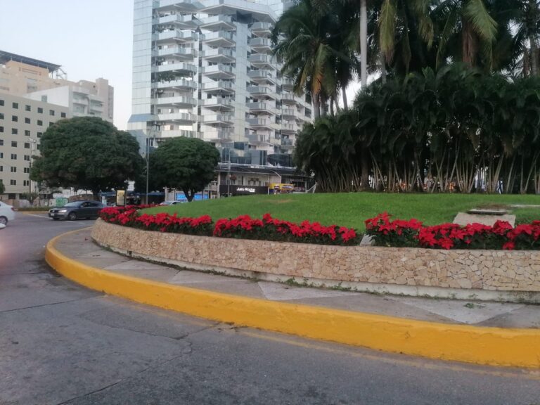 Coloca Gobierno Municipal 4 mil 800 plantas de nochebuena