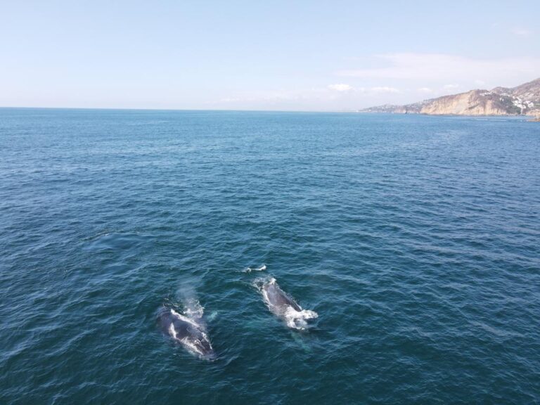 Comité de Avistamiento de Ballenas vigilará que se cumpla con la normatividad