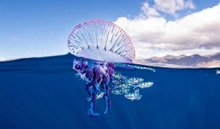 Pide Gobierno Municipal tomar precauciones ante presencia de “Fragata Portuguesa”