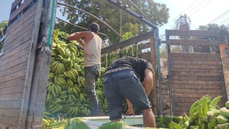 Destaca Tecpan como principal productor de plátano en Guerrero.