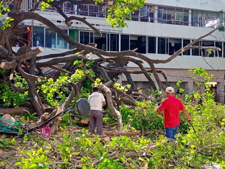 Atiende gobierno de Abelina López Rodríguez reporte de caída de árbol