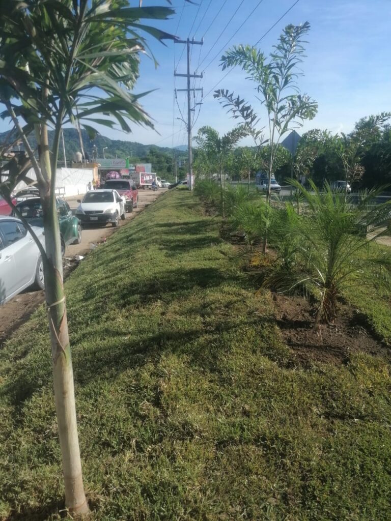 Reforesta Gobierno de Abelina López Rodríguez camellón central frente al Hospital General “El Quemado”