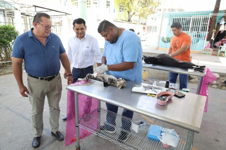 Continúa Gobierno de Abelina López Rodríguez campaña de esterilización de perros y gatos