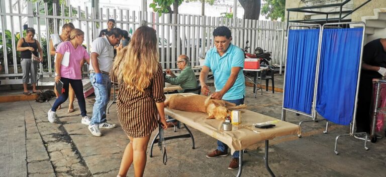 Mantiene Gobierno de Abelina López Rodríguez campaña de esterilización canina y felina