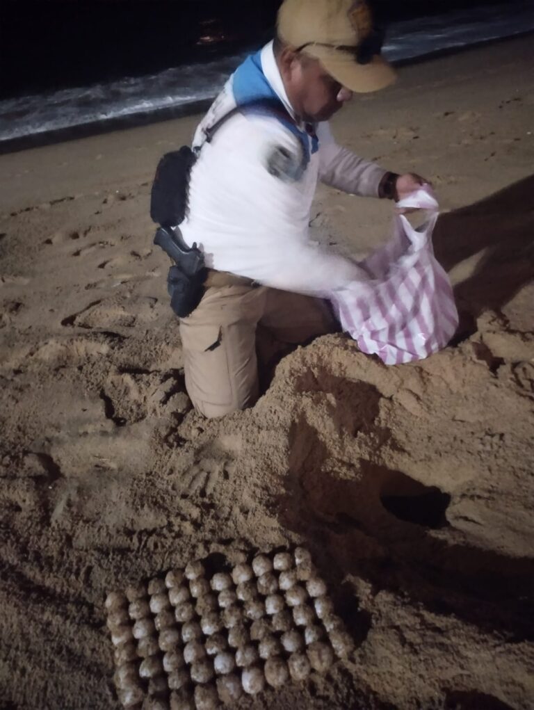 Coadyuva Gobierno de Abelina López Rodríguez en preservación de la tortuga golfina