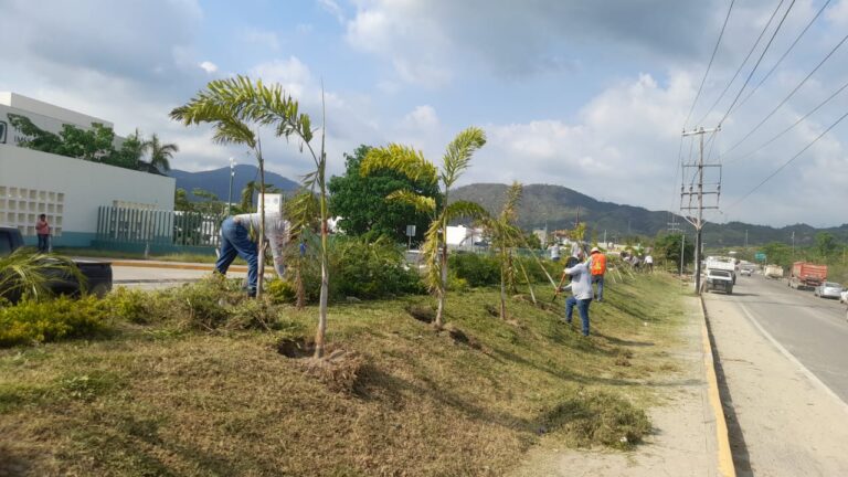 Inicia Gobierno de Abelina López Rodríguez trabajos de mantenimiento de áreas verdes en carretera Acapulco-México