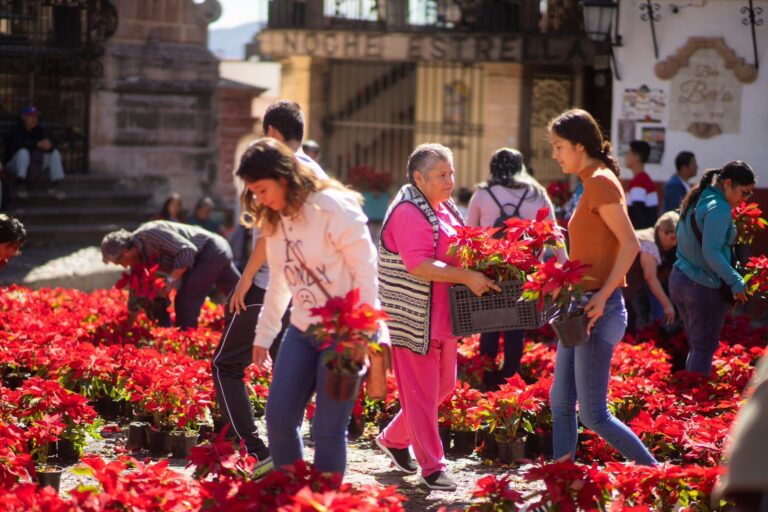 Más de 107 mil personas gustaron de la “Flor de Cuetlaxochitl monumental”