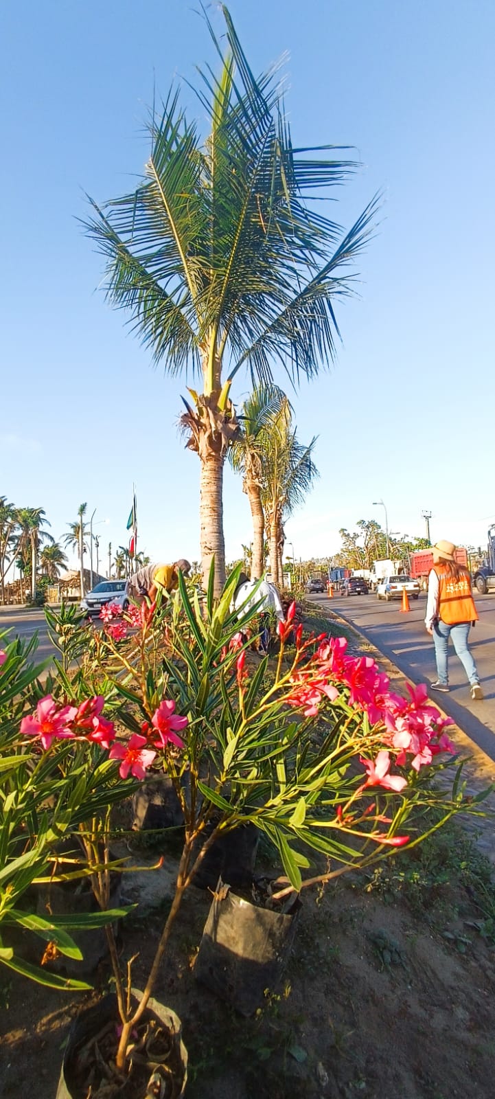 Continúa reforestando Gobierno de Acapulco la Costera Miguel Alemán