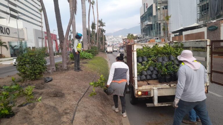 Intensifica Gobierno de Acapulco trabajos de limpieza y reforestación de la Costera Miguel Alemán