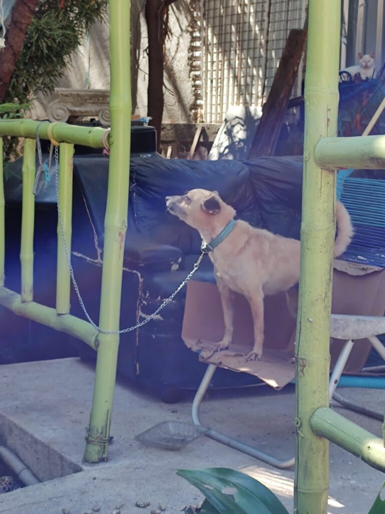 Atiende Gobierno de Acapulco 15 denuncias por maltrato animal