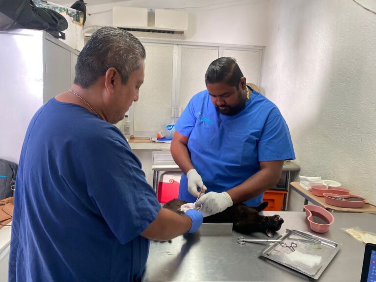 Continúa Gobierno de Acapulco con Campaña de Esterilización de Mascotas