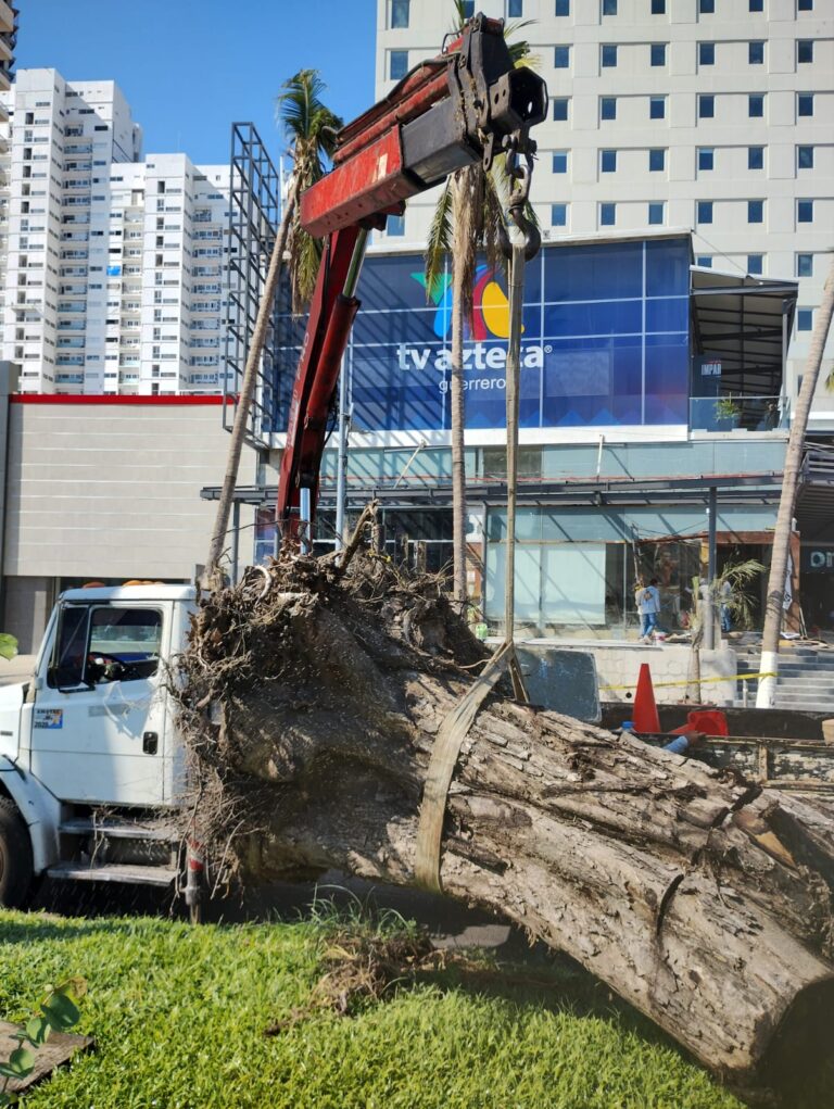 Retira Gobierno de Acapulco troncos de árboles sobre Costera Miguel Alemán