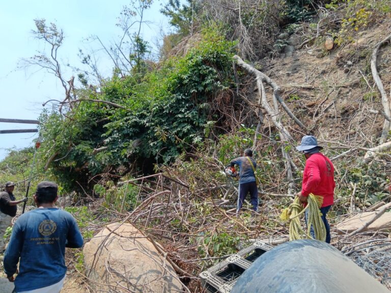 Atiende Gobierno de Acapulco árboles caídos en Revolcadero