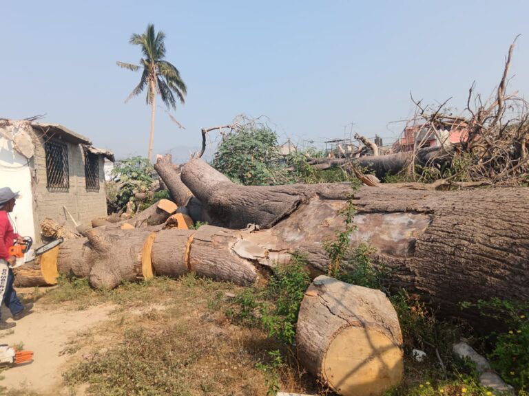 Atiende Gobierno de Acapulco reporte de árbol colapsado