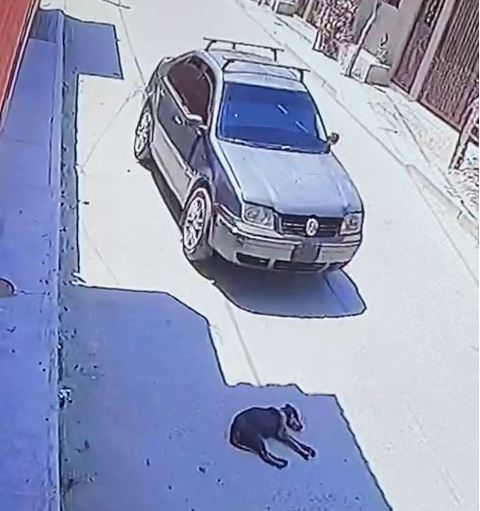 Exigen justicia por perrito atropellado en Zacualpan municipio de Ometepec