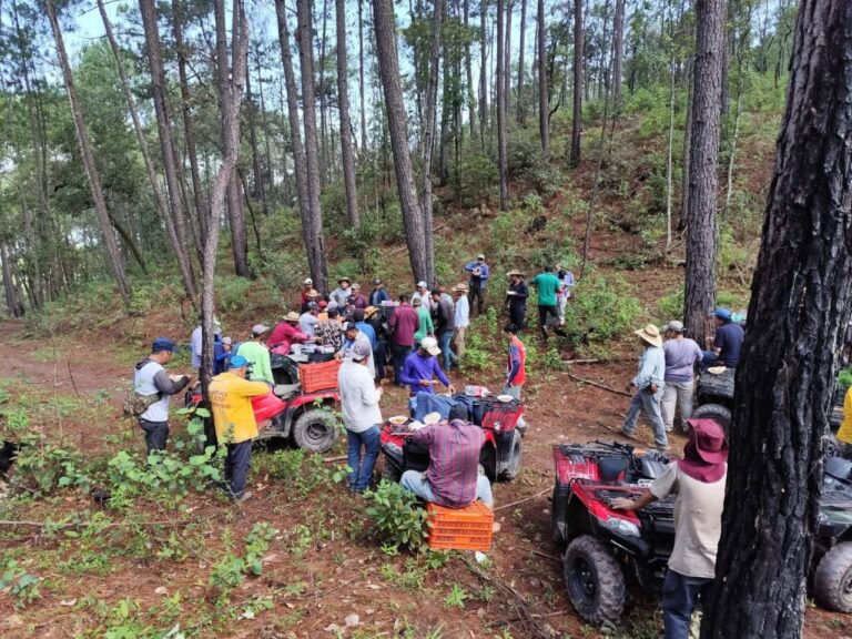 Reforestan Sierra de Tecpan de Galeana con al menos 6 mil árboles de pino