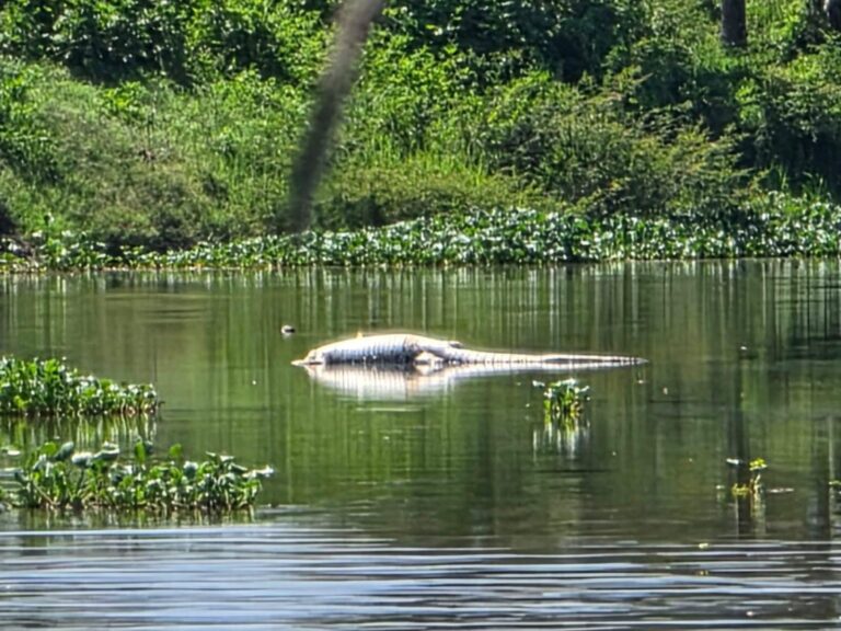 Localizan un cocodrilo muerto en la laguna de Mitla en Coyuca de Benítez