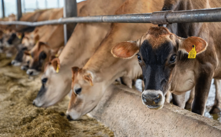 Reapertura de exportación de ganado mexicano a Estados Unidos será en noviembre pese a plaga confirma Sheinbaum