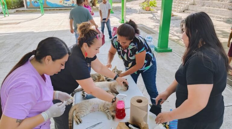 Impulsa Marco Tulio Sánchez quinta jornada gratuita de esterilización de gatos en Acapulco