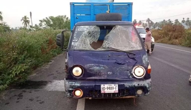 Otra vez vacas sueltas causan accidente en la Acapulco-Zihuatanejo, en el municipio de Benito Juárez