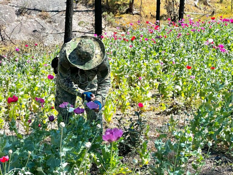 Marina colabora en acciones interinstitucionales y estratégicas para generar información sobre cultivos de amapola 