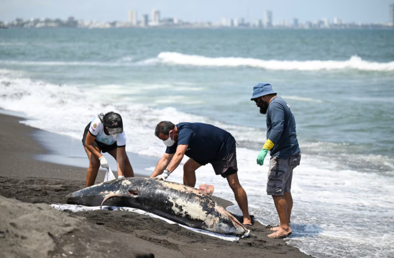 Pemex presume 95% de limpieza en playas del Golfo; comunidades denuncian daños persistentes