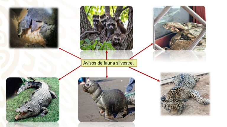 Fortalece el gobierno del estado la coordinación interinstitucional para la atención de incidentes con fauna silvestre